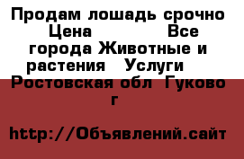 Продам лошадь срочно › Цена ­ 30 000 - Все города Животные и растения » Услуги   . Ростовская обл.,Гуково г.